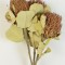 Banksia hookerana natur