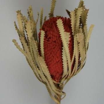 Banksia hookerana rosu