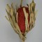 Banksia hookerana rosu
