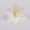 Cap crini S/24 crem