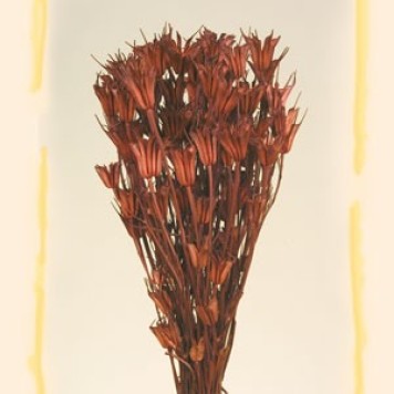 Nigella orientale 100g barna