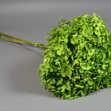 Hortensie 18-23cm prep. verde deschis