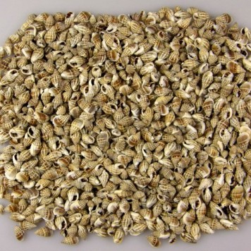 Kagyló 1kg Kaka natúr