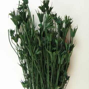 Nigella orientale 100g söt.zöld