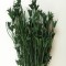 Nigella orientale 100g söt.zöld